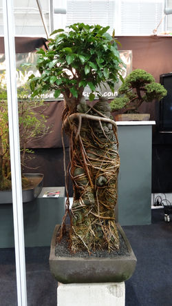 Fig over Hanaman in 2013