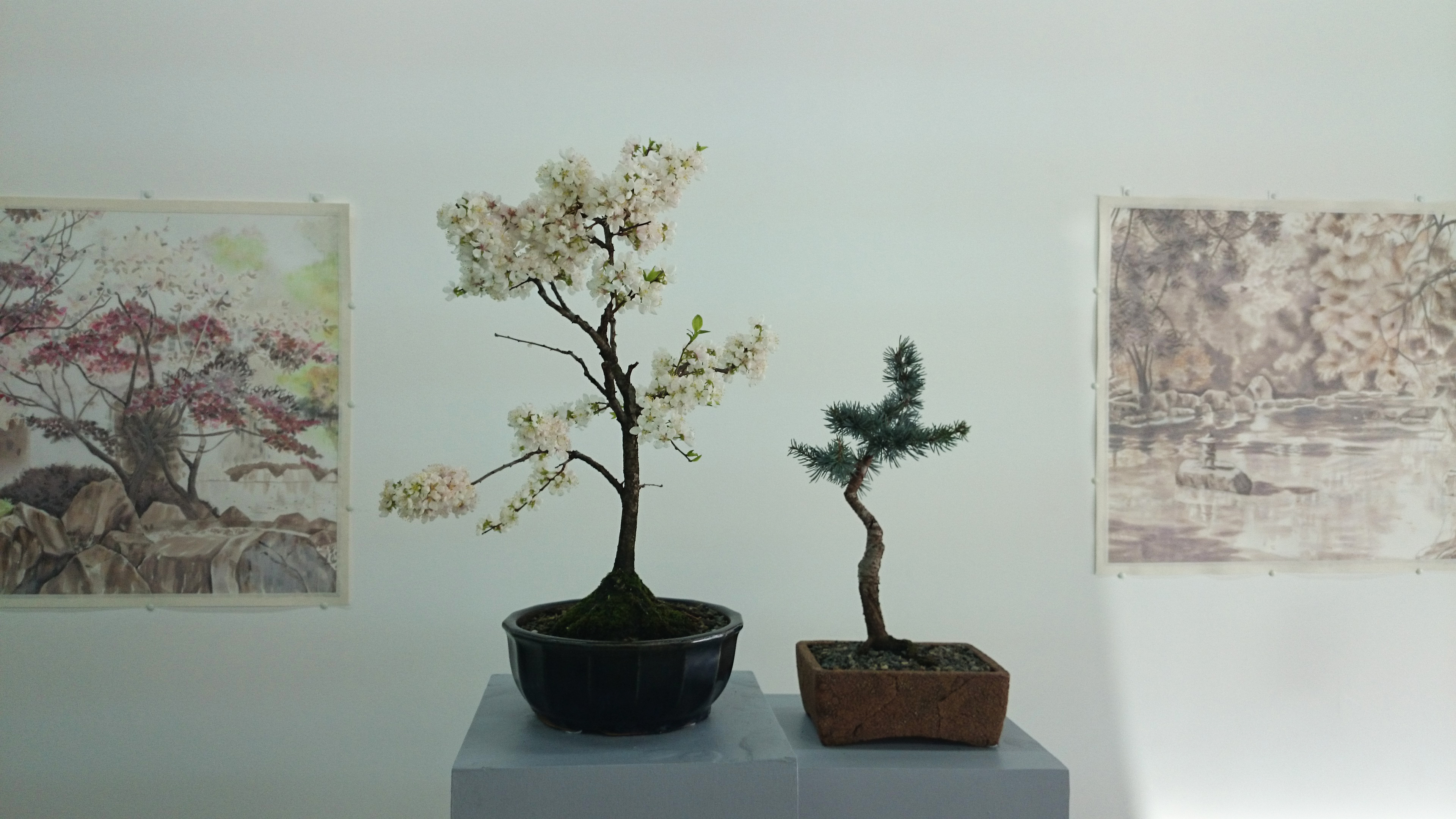 Kristel Smits' Drawings with Thor's bonsai - Miniature Cosmos.jpg
