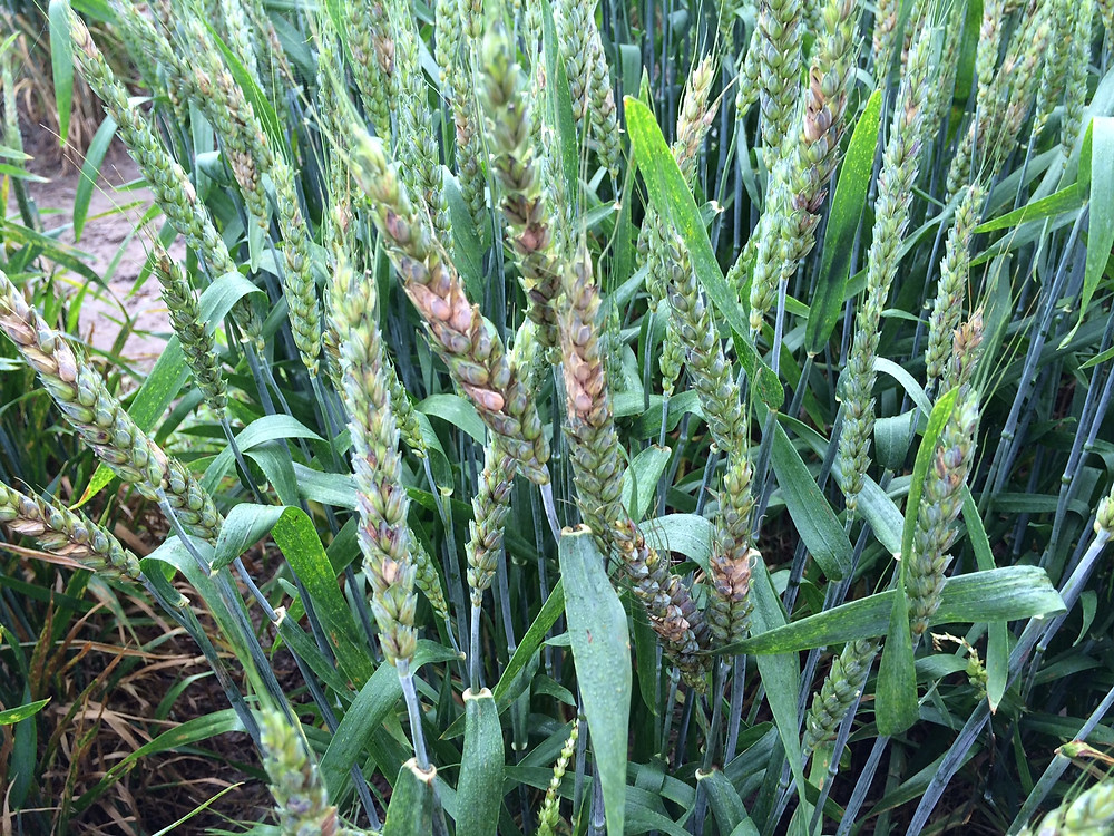 Example of ear rot consistent with production of DON