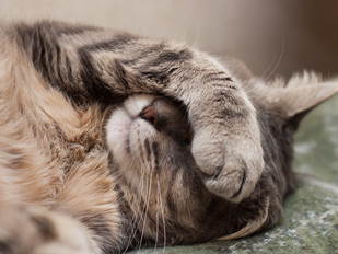 Top 5 Hangover Cures for the Festival Traveler