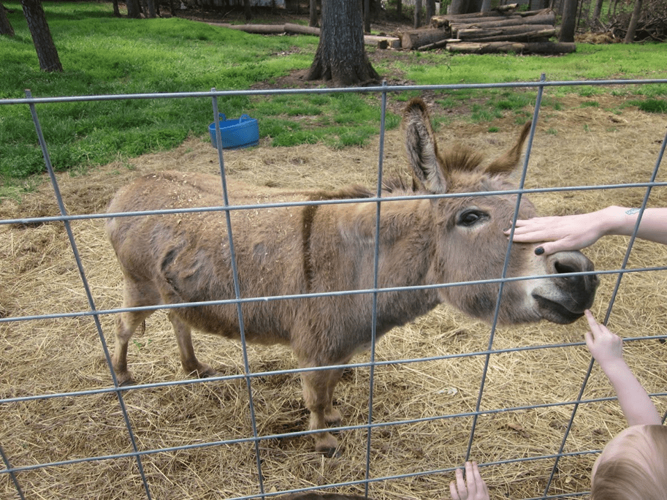Kid petting a donkey