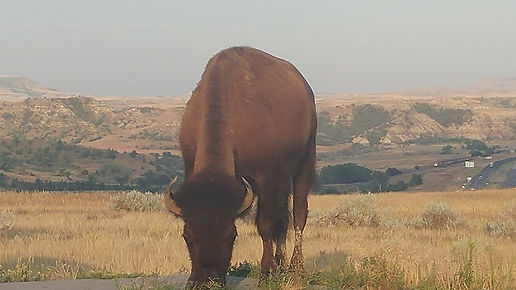 Bison Grazing