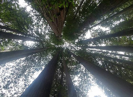 Redwood Forest