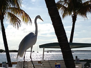 Egret at Lorelei's