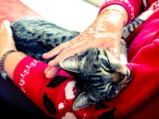 Pet Companionship