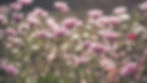 peaceful flowers.jpg