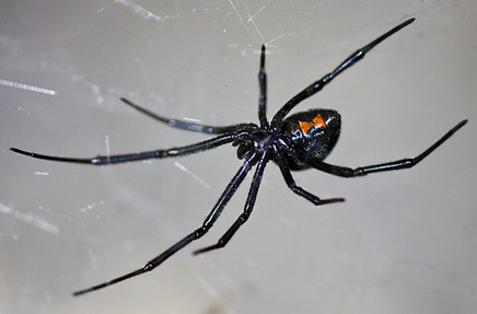 spider