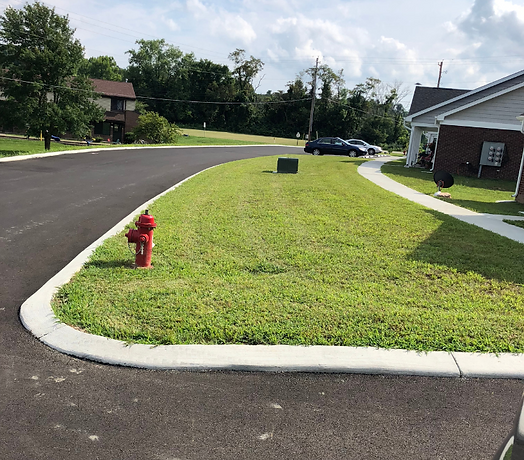 lawn after hydroseeding