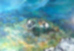 Oiseaux marins huile.JPG