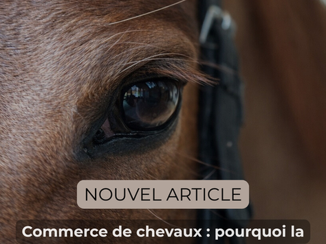 Commerce de chevaux 2026 : pourquoi la relation vendeur-professionnel est devenue clé