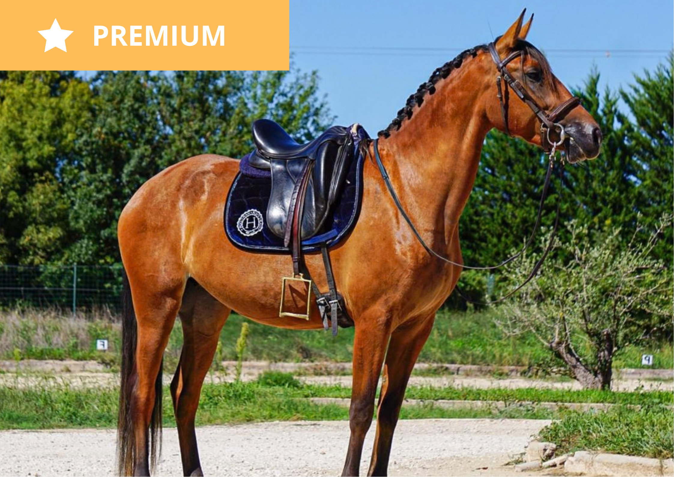 Savannah I – Pure Race Lusitanien à vendre