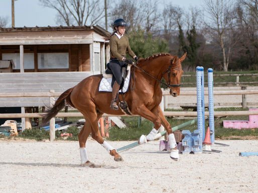 tendance cheval dressage