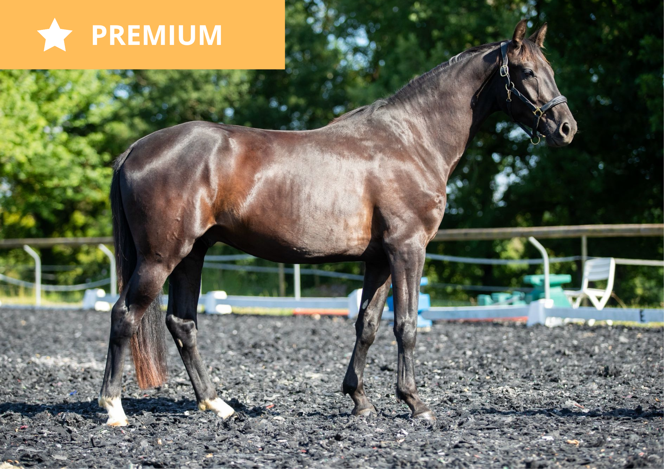 Riva – KWPN à vendre