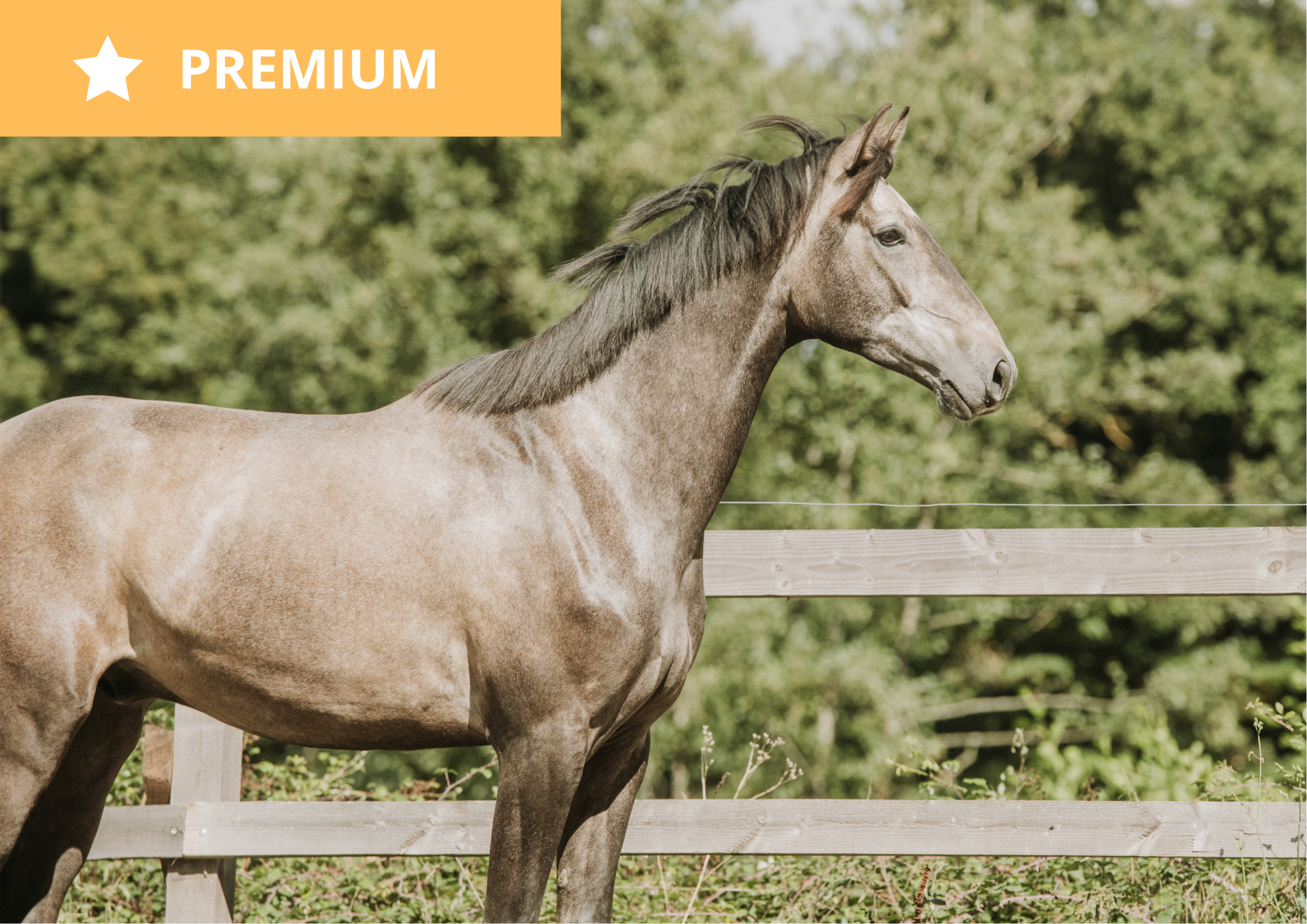 Silk de St Jean – Luso Warmblood (Lusitanien x Warmblood) à vendre