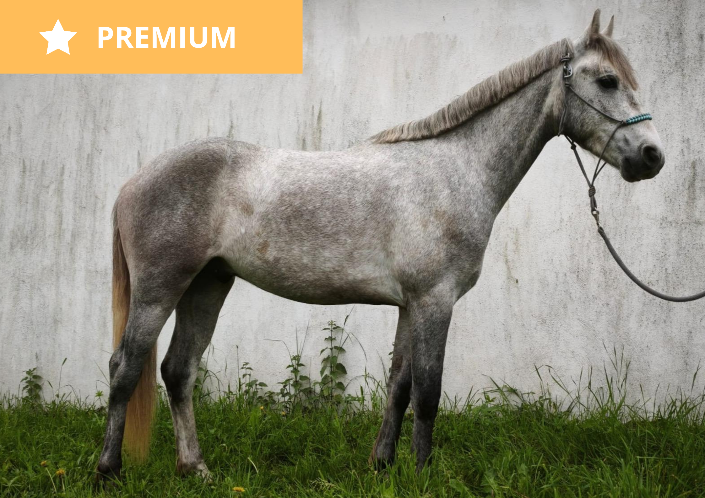 Neo d'Oz – Connemara à vendre