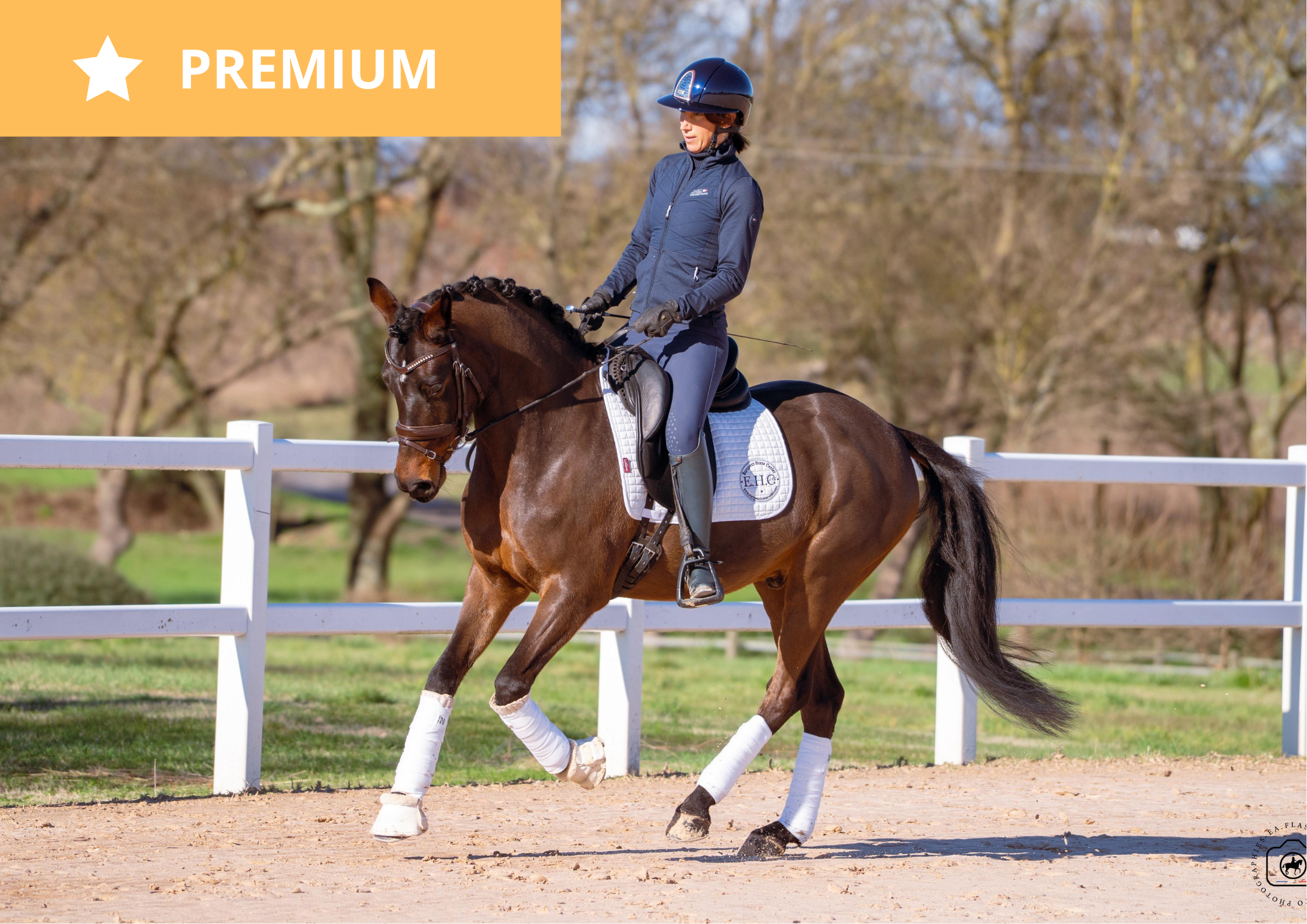 Grand Slam – Deutsches Reitpony à vendre