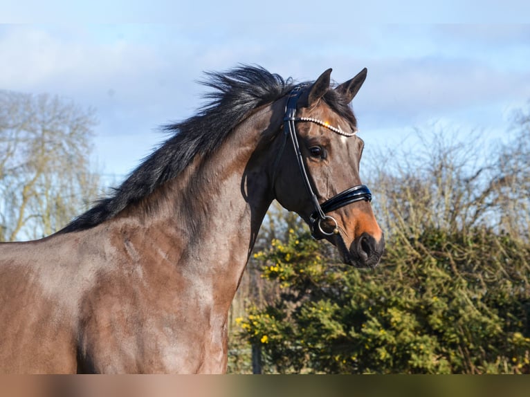 Noriola RS – KWPN à vendre