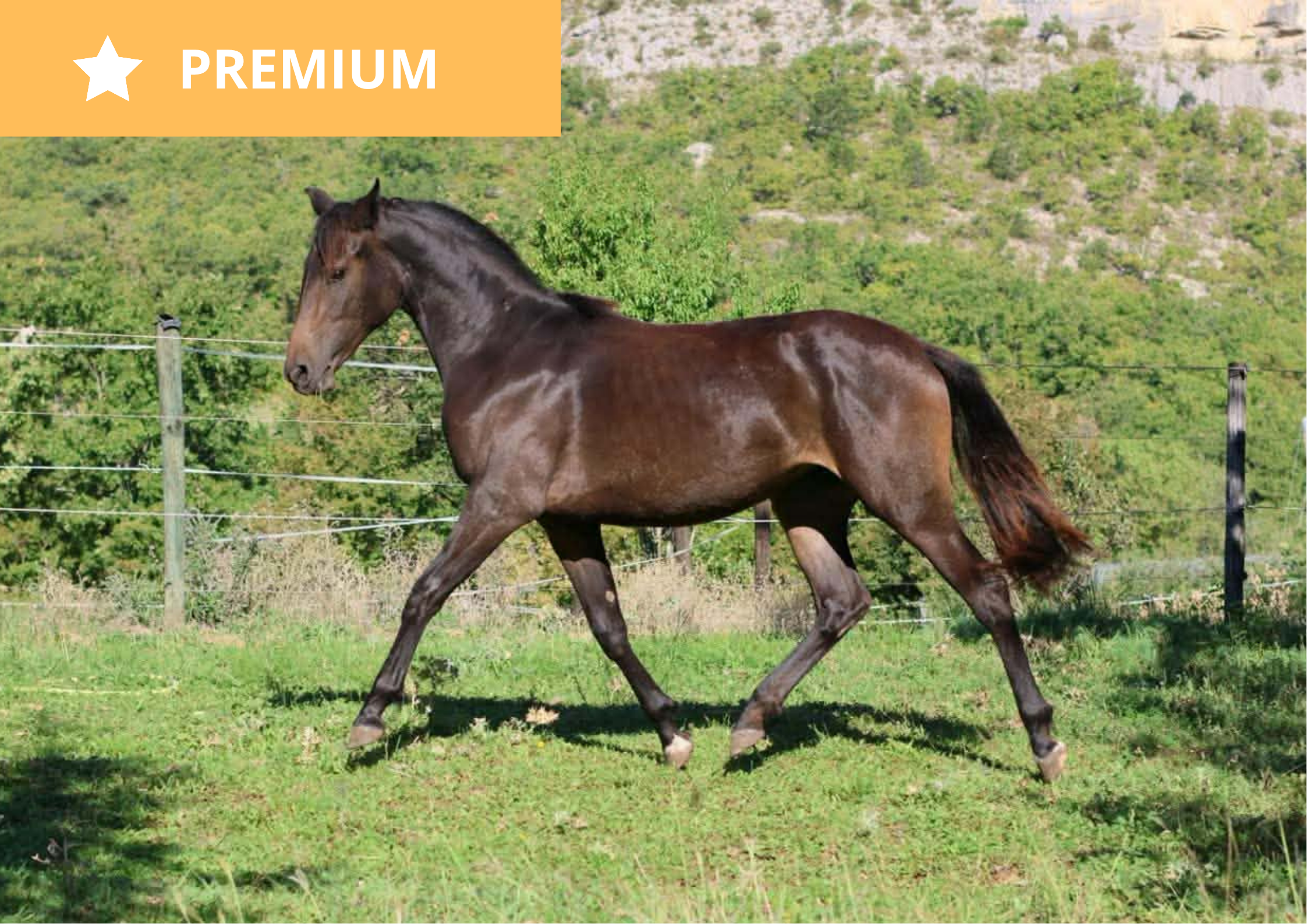 Priam d'Iso – Selle Français à vendre