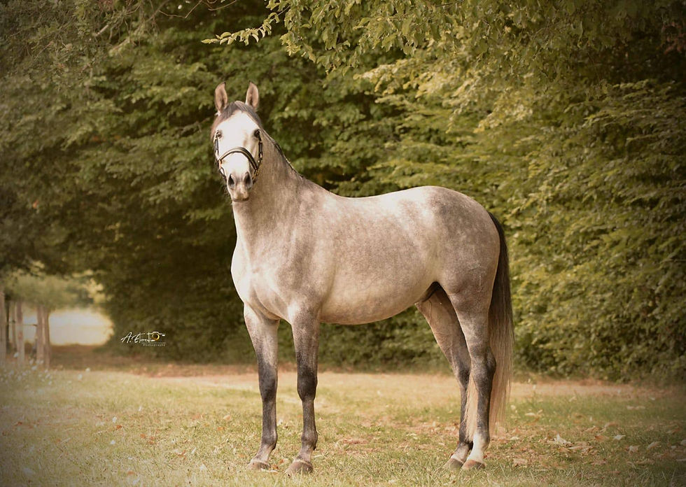 Crise économique: impacts concrets sur le marché du cheval