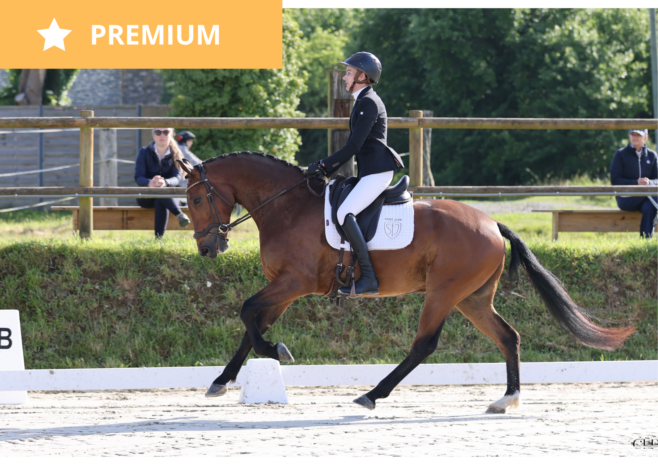 Suspense de St Jean – Lusitano/Warmblood à vendre