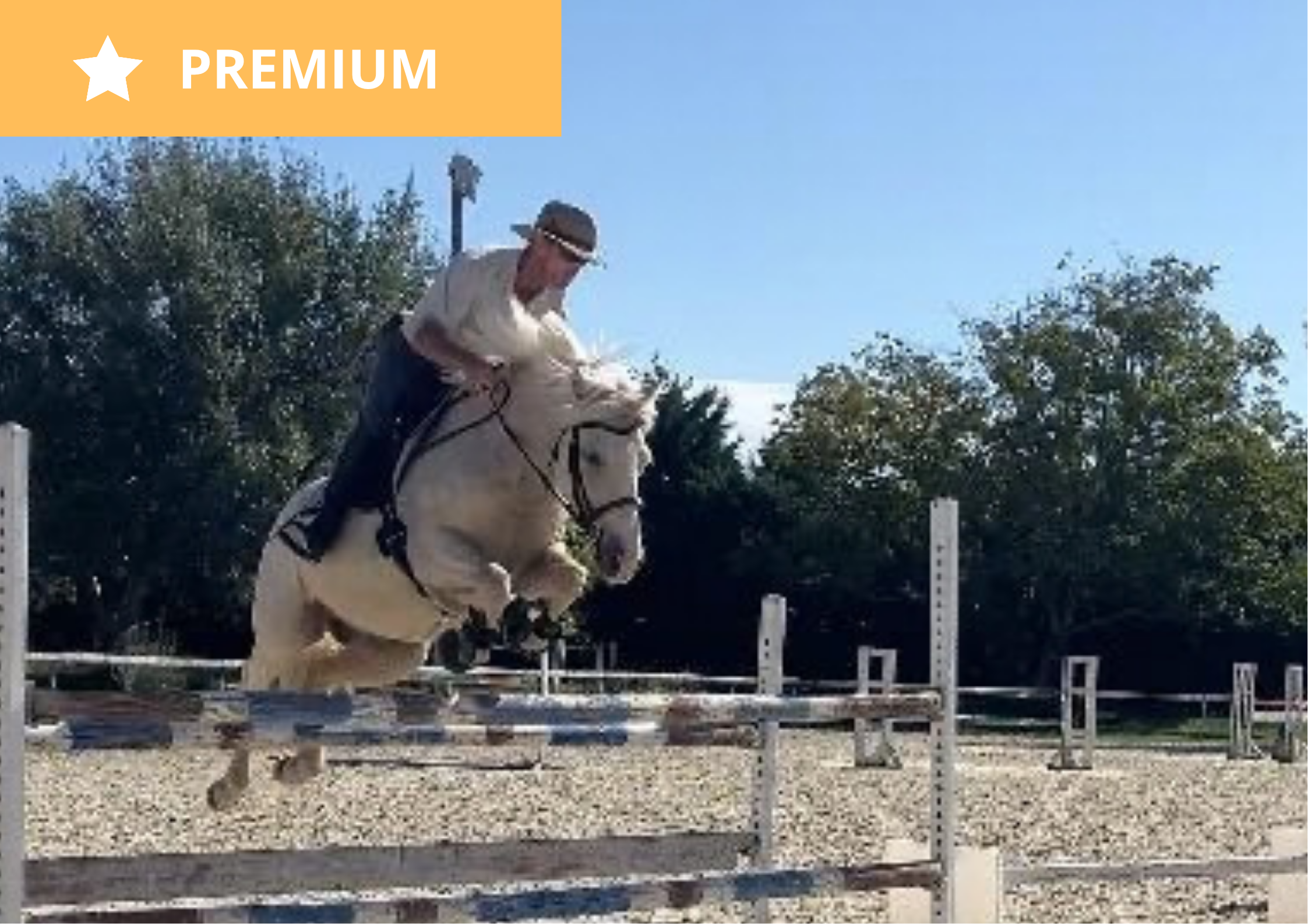 Hispanu Aumondière – Poney Français de Selle (PFS) à vendre