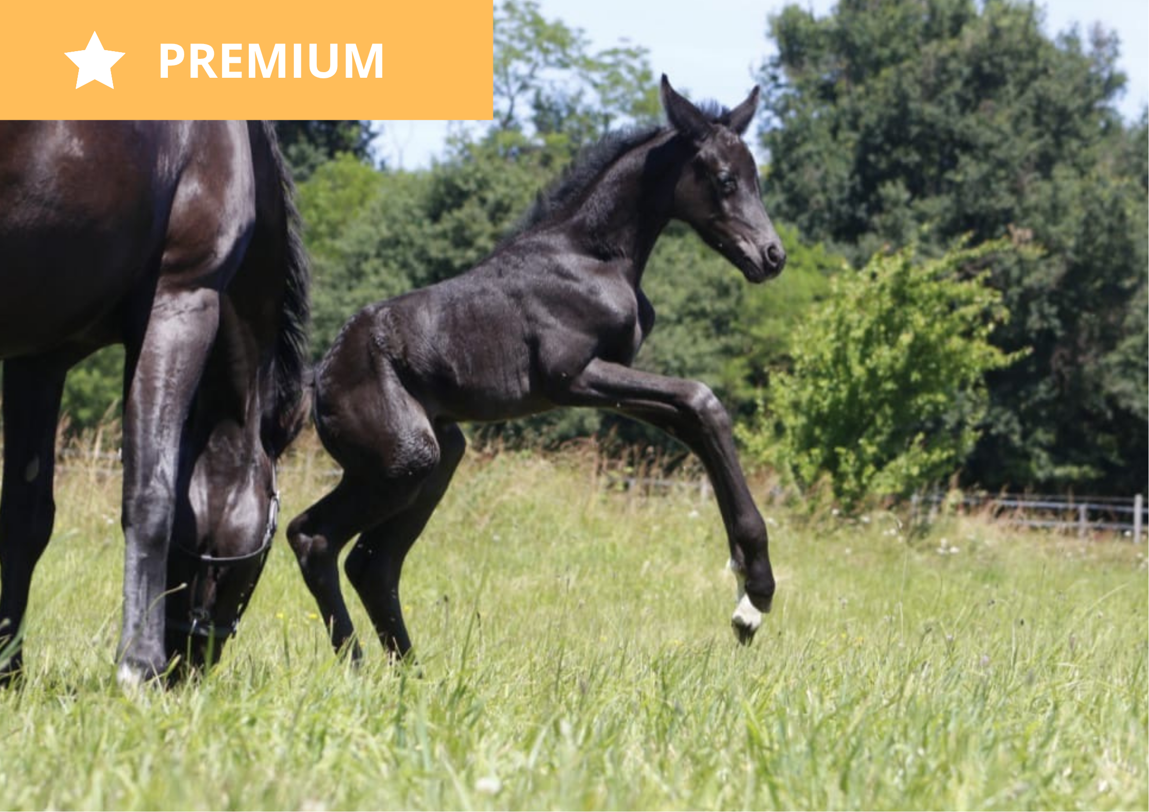 Qhaleesi EDV – CDF à vendre