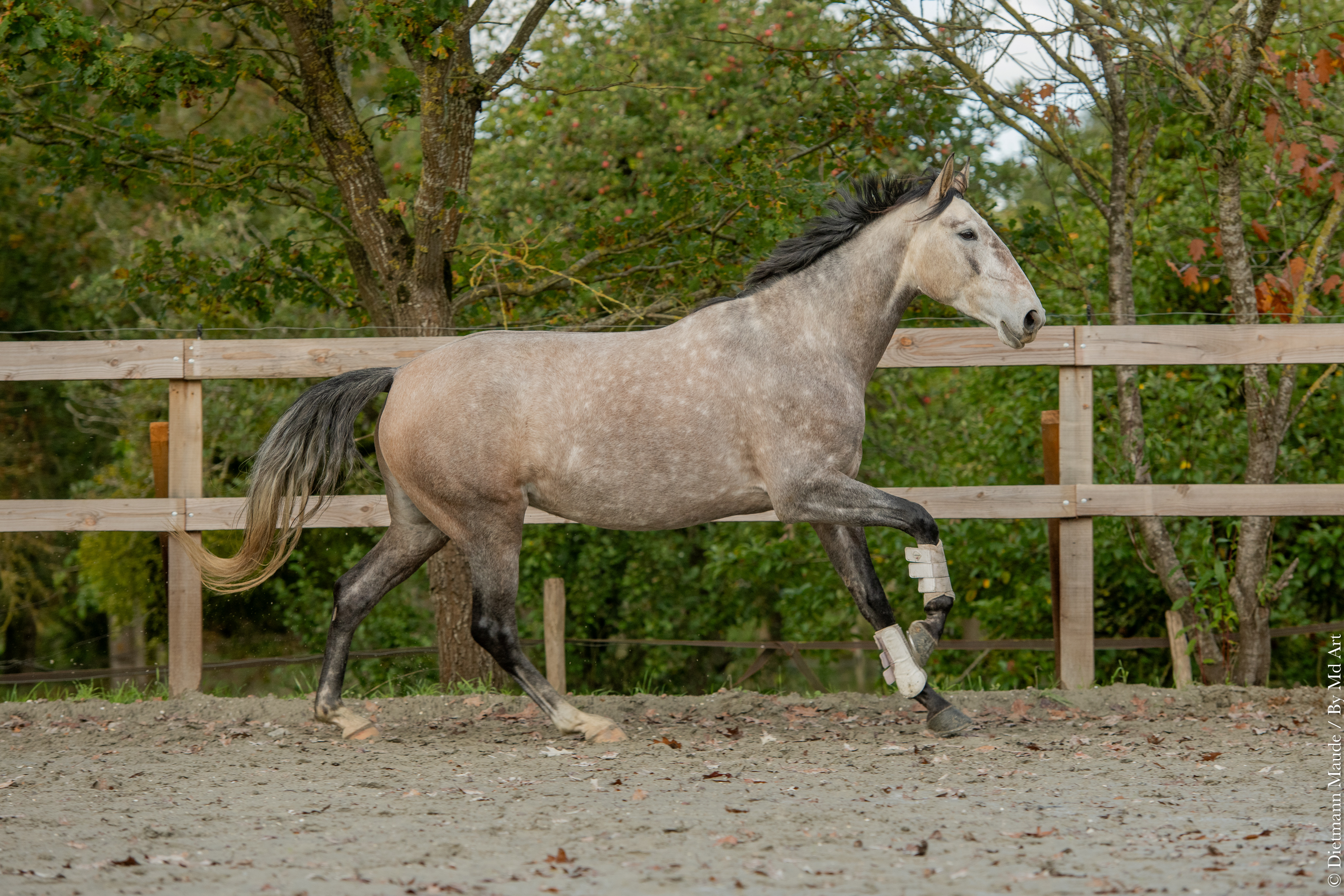 Questa – KWPN croisé Lusitanien à vendre