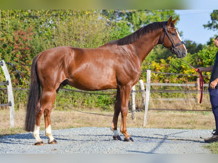Total in Gold – Oldenbourg à vendre