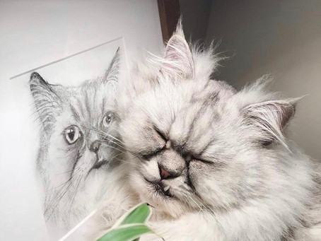 Homeless Cats and Rescue Stories