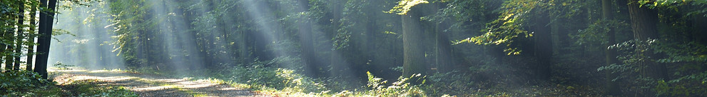 Forest_edited_edited.jpg