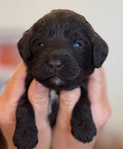 012526 Henry Fonda Brown.jpg