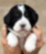 120824 Savanah.jpg