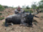 hunting in africa Blue wildebeest