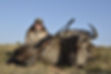 Blue wildebeest hunting in africa