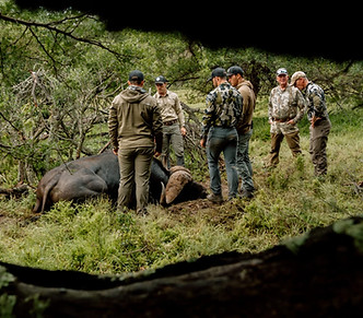 Tollies Buffalo