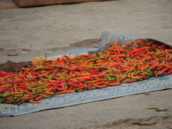 monkeys tampel chili