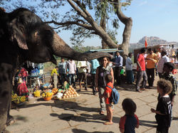 Lakshmi the elephant