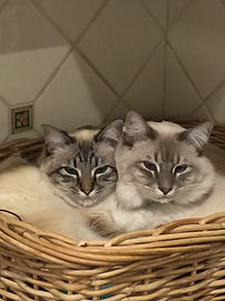 Adam Strassberg's cats Caspar and Chloe