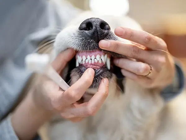 Pet-Dental-Radiographs.webp