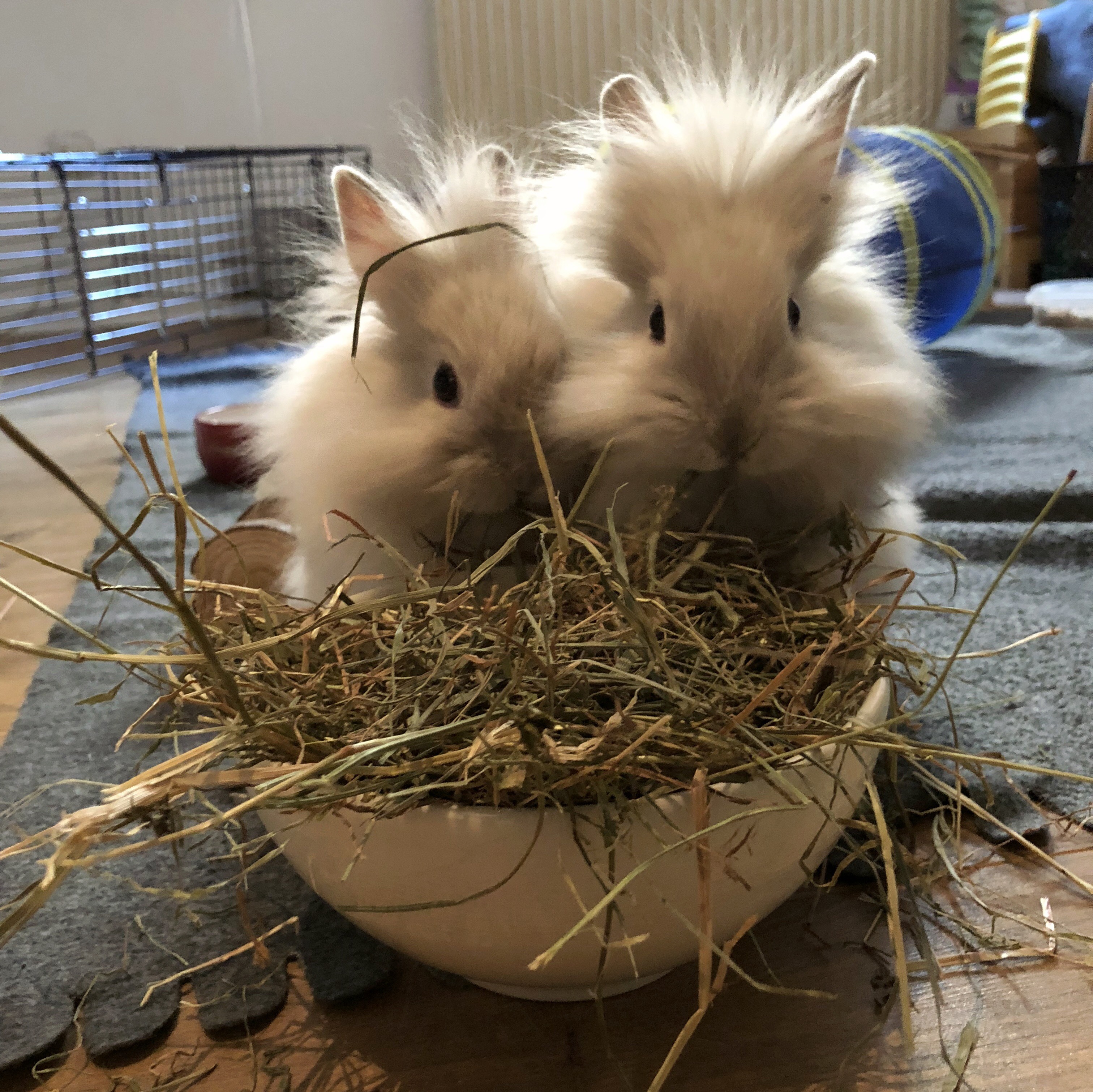 Lapins dans leur nouvelle famille | boulesdepoilsetcie