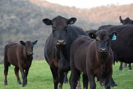black-angus-cattle.jpeg