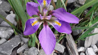 First Flower of 2023