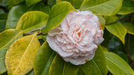 Late or Early Camellia