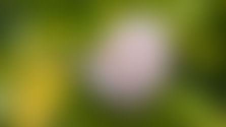 Late or Early Camellia