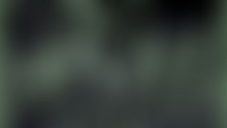 Dicksonia antarctica