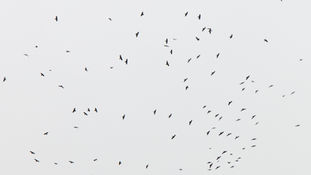Crow-nado