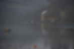 ree