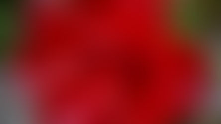 Mel Gibson, Black Magic and Bungalows