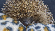 Prickles in a Pickle