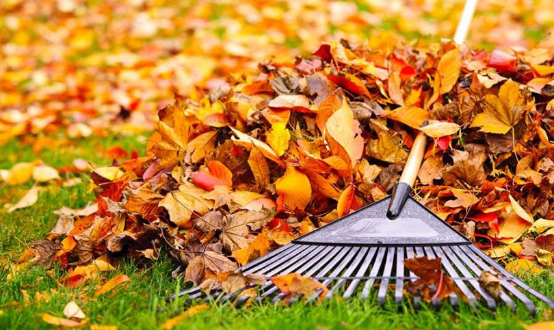 Réussir ses plantations d’automne : nos conseils pratiques ✅